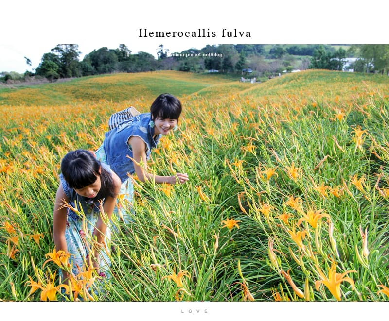 花蓮金針花│赤科山:::擁有美麗如畫的黃金花毯 - 第27張圖 花蓮金針花│赤科山:::擁有美麗如畫的黃金花毯