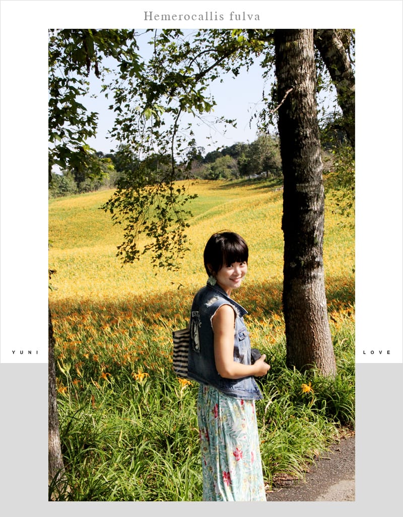 花蓮金針花│赤科山:::擁有美麗如畫的黃金花毯 - 第33張圖 花蓮金針花│赤科山:::擁有美麗如畫的黃金花毯