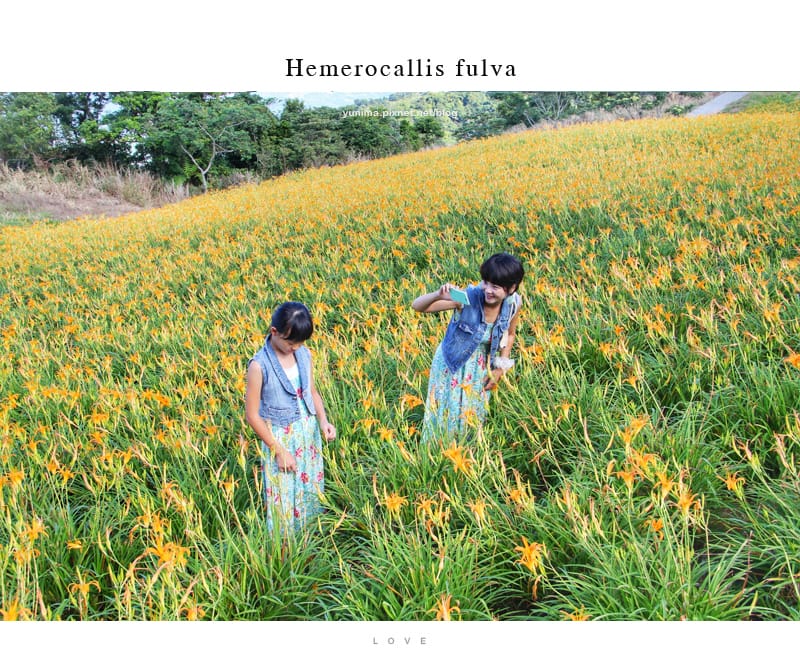 花蓮金針花│赤科山:::擁有美麗如畫的黃金花毯 - 第29張圖 花蓮金針花│赤科山:::擁有美麗如畫的黃金花毯