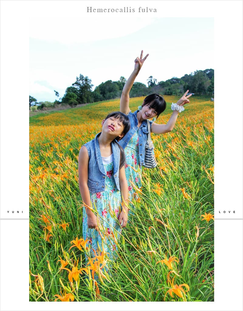 花蓮金針花│赤科山:::擁有美麗如畫的黃金花毯 - 第28張圖 花蓮金針花│赤科山:::擁有美麗如畫的黃金花毯