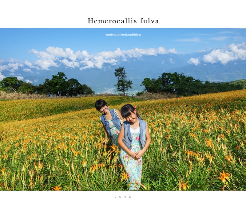 花蓮金針花│赤科山:::擁有美麗如畫的黃金花毯 - 第11張圖 花蓮金針花│赤科山:::擁有美麗如畫的黃金花毯