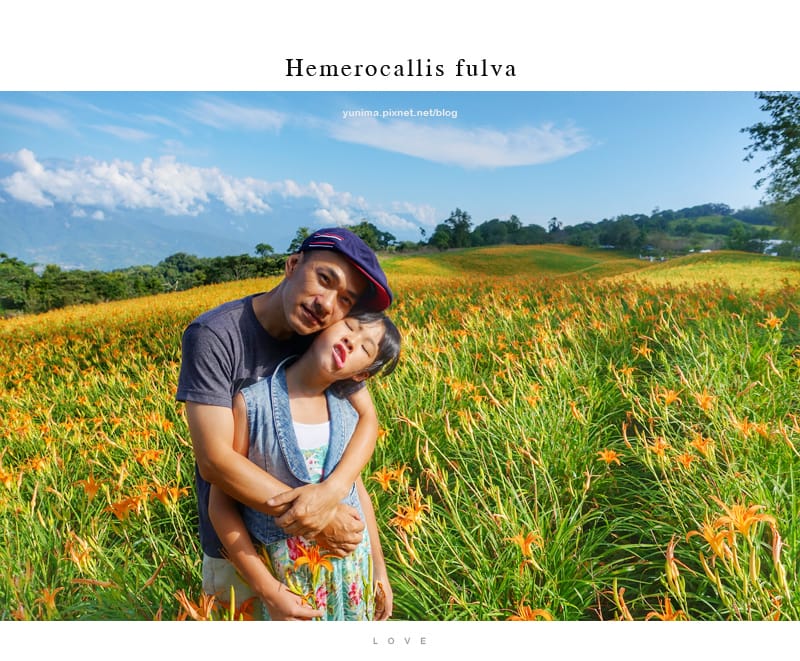 花蓮金針花│赤科山:::擁有美麗如畫的黃金花毯 - 第8張圖 花蓮金針花│赤科山:::擁有美麗如畫的黃金花毯