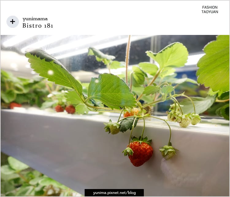 【食記】桃園龜山:::Bistro 181法國餐廳│養生水耕蔬菜+法式料理美味健康都加分::: - 第14張圖 【食記】桃園龜山:::Bistro 181法國餐廳│養生水耕蔬菜+法式料理美味健康都加分:::