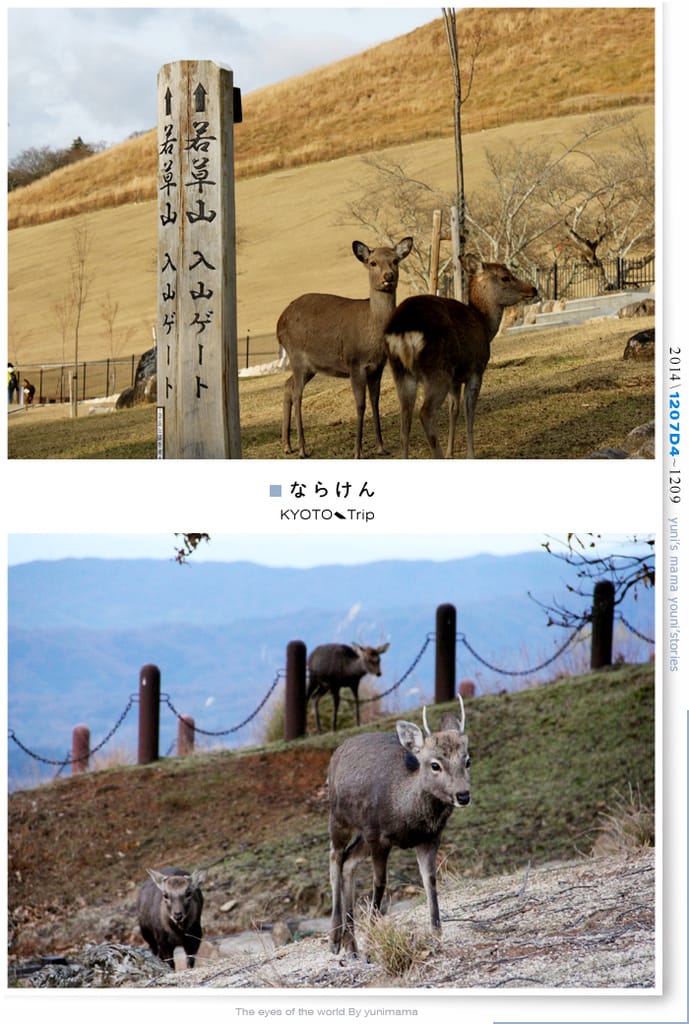【婗媽看世界】京都:::若草山一重目.二重目.三重目.一覽無遺的豪邁景緻 - 第6張圖 【婗媽看世界】京都:::若草山一重目.二重目.三重目.一覽無遺的豪邁景緻