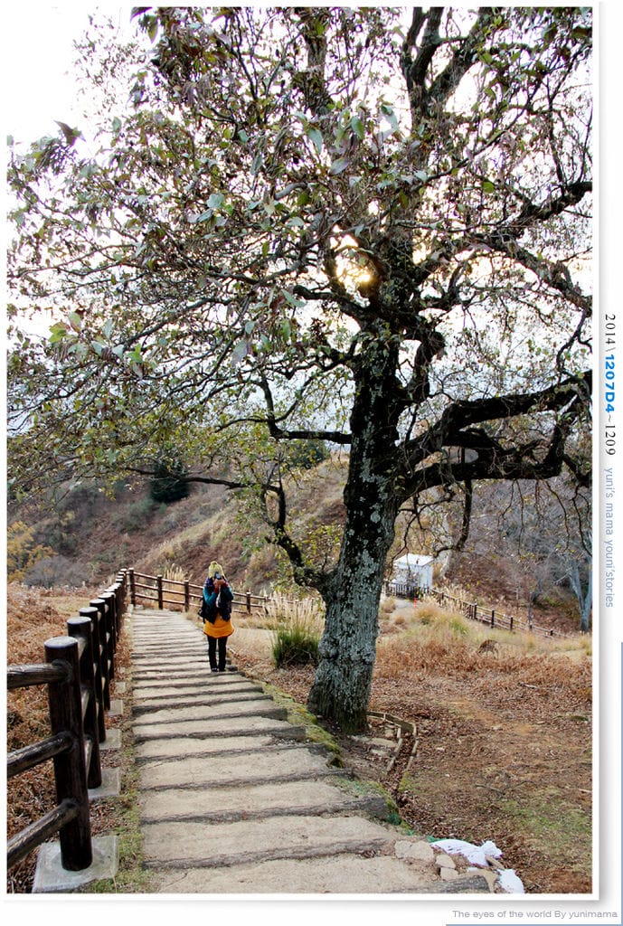 【婗媽看世界】京都:::若草山一重目.二重目.三重目.一覽無遺的豪邁景緻 - 第14張圖 【婗媽看世界】京都:::若草山一重目.二重目.三重目.一覽無遺的豪邁景緻