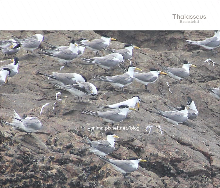 【馬祖】鐵尖島│搭乘梅花公主號探訪神話之鳥黑嘴端鳳頭燕鷗