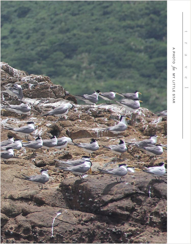 【馬祖】鐵尖島│搭乘梅花公主號探訪神話之鳥黑嘴端鳳頭燕鷗