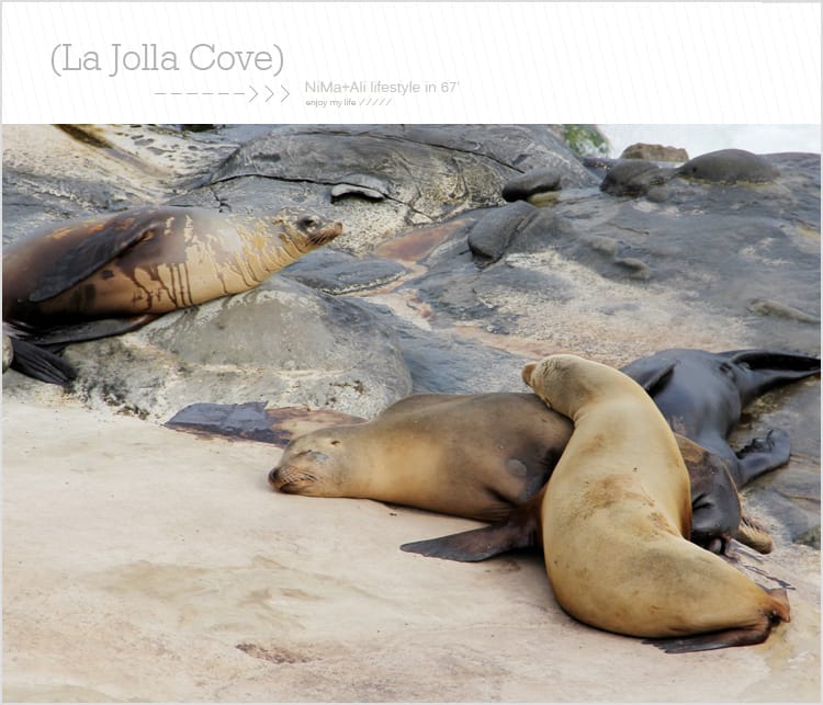 【婗媽看世界】美國加州:::聖地牙哥La Jolla Cove 拉荷亞灣與野生海獅相見歡