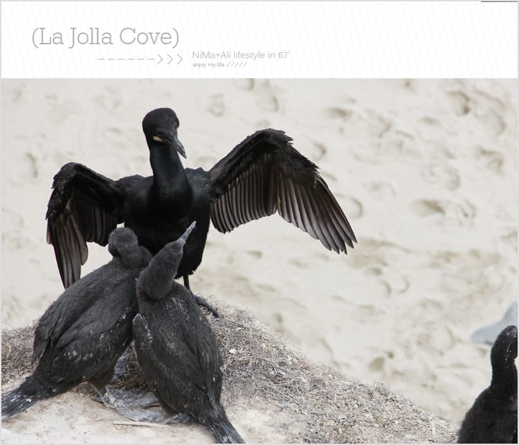 【婗媽看世界】美國加州:::聖地牙哥La Jolla Cove 拉荷亞灣與野生海獅相見歡 - 第46張圖 【婗媽看世界】美國加州:::聖地牙哥La Jolla Cove 拉荷亞灣與野生海獅相見歡