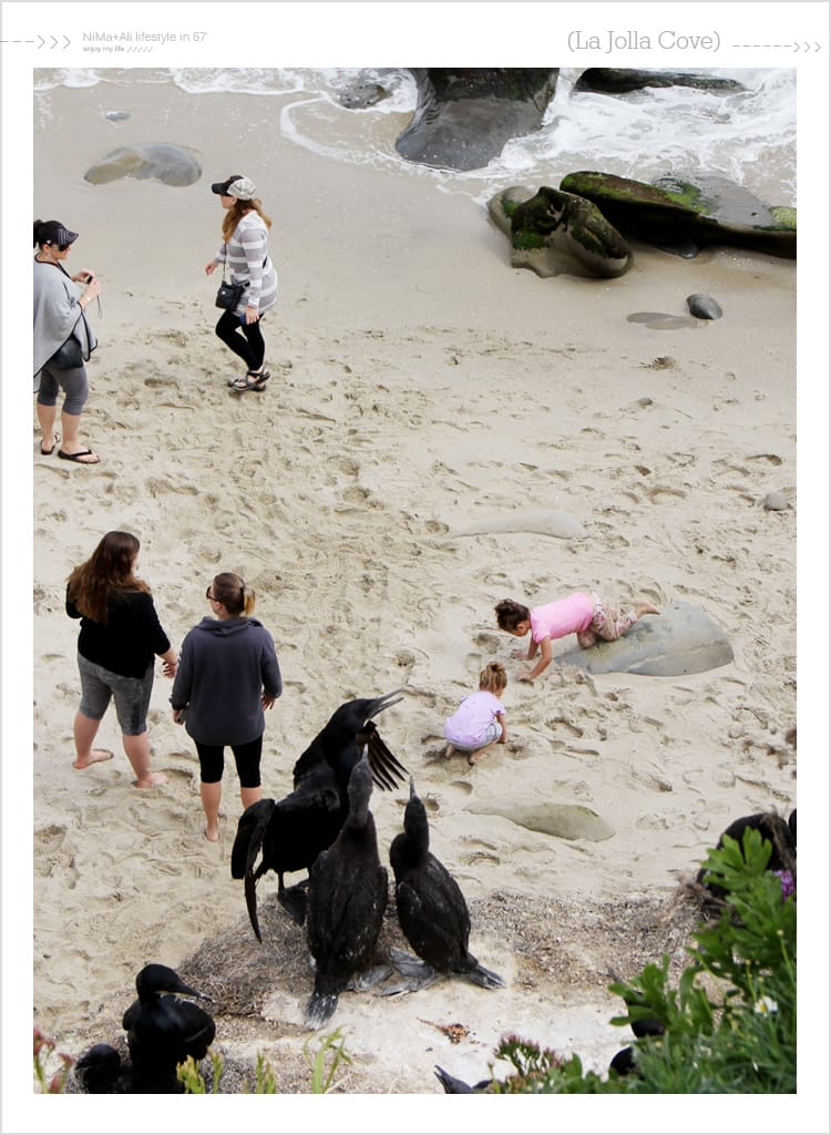 【婗媽看世界】美國加州:::聖地牙哥La Jolla Cove 拉荷亞灣與野生海獅相見歡 - 第45張圖 【婗媽看世界】美國加州:::聖地牙哥La Jolla Cove 拉荷亞灣與野生海獅相見歡