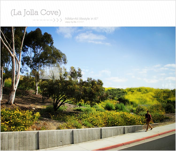 【婗媽看世界】美國加州:::聖地牙哥La Jolla Cove 拉荷亞灣與野生海獅相見歡 - 第51張圖 【婗媽看世界】美國加州:::聖地牙哥La Jolla Cove 拉荷亞灣與野生海獅相見歡