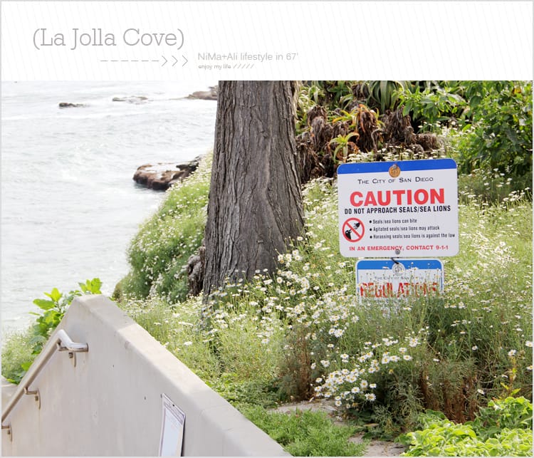 【婗媽看世界】美國加州:::聖地牙哥La Jolla Cove 拉荷亞灣與野生海獅相見歡 - 第13張圖 【婗媽看世界】美國加州:::聖地牙哥La Jolla Cove 拉荷亞灣與野生海獅相見歡