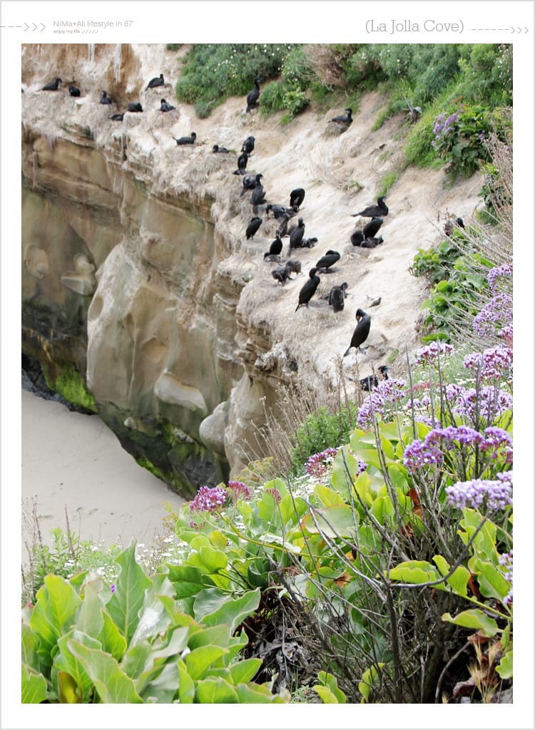 【婗媽看世界】美國加州:::聖地牙哥La Jolla Cove 拉荷亞灣與野生海獅相見歡 - 第41張圖 【婗媽看世界】美國加州:::聖地牙哥La Jolla Cove 拉荷亞灣與野生海獅相見歡