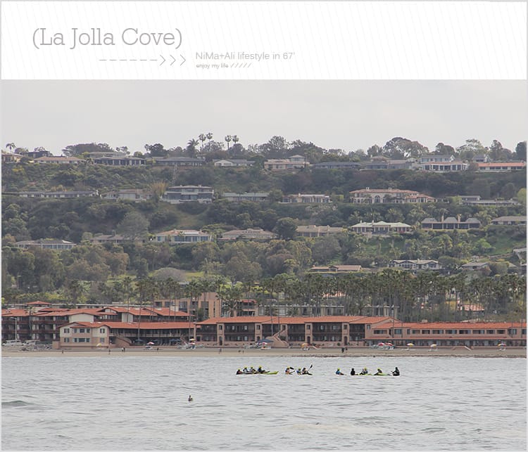 【婗媽看世界】美國加州:::聖地牙哥La Jolla Cove 拉荷亞灣與野生海獅相見歡 - 第30張圖 【婗媽看世界】美國加州:::聖地牙哥La Jolla Cove 拉荷亞灣與野生海獅相見歡