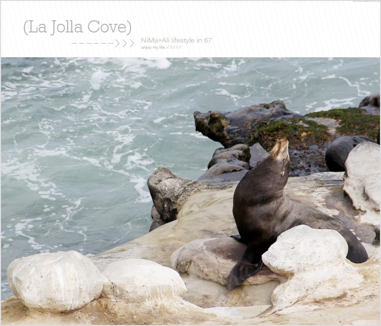 【婗媽看世界】美國加州:::聖地牙哥La Jolla Cove 拉荷亞灣與野生海獅相見歡 - 第48張圖 【婗媽看世界】美國加州:::聖地牙哥La Jolla Cove 拉荷亞灣與野生海獅相見歡