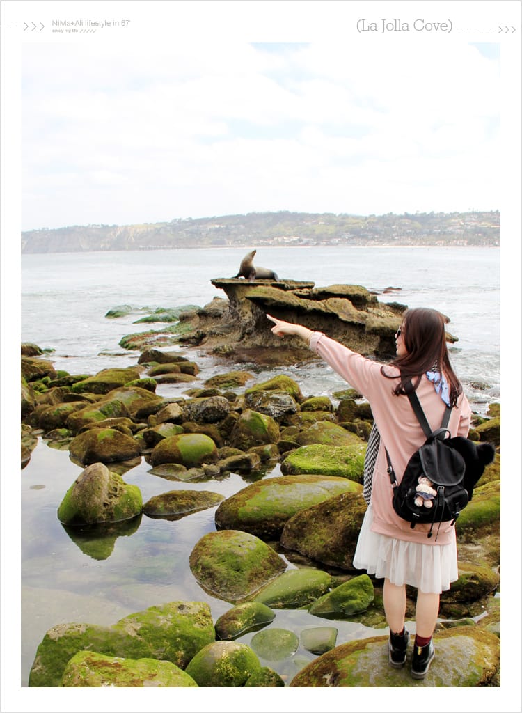 【婗媽看世界】美國加州:::聖地牙哥La Jolla Cove 拉荷亞灣與野生海獅相見歡 - 第23張圖 【婗媽看世界】美國加州:::聖地牙哥La Jolla Cove 拉荷亞灣與野生海獅相見歡