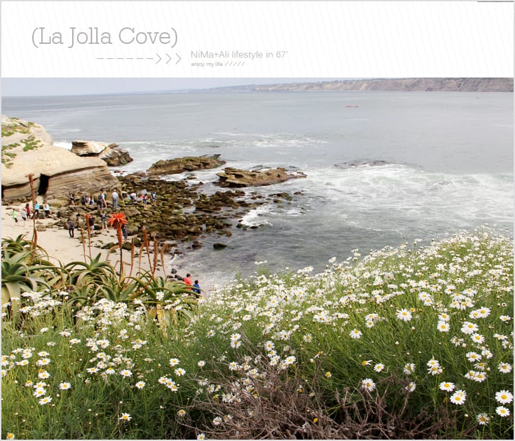 【婗媽看世界】美國加州:::聖地牙哥La Jolla Cove 拉荷亞灣與野生海獅相見歡 - 第40張圖 【婗媽看世界】美國加州:::聖地牙哥La Jolla Cove 拉荷亞灣與野生海獅相見歡
