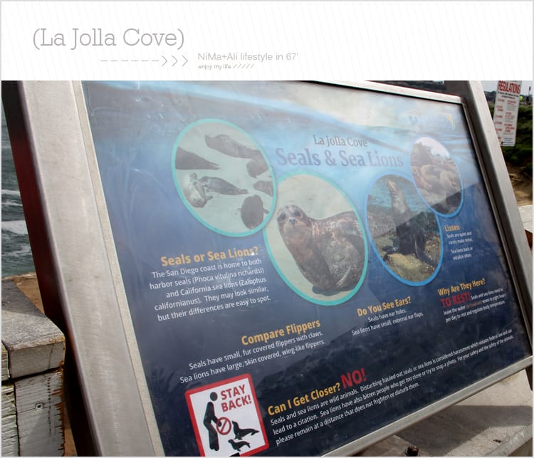 【婗媽看世界】美國加州:::聖地牙哥La Jolla Cove 拉荷亞灣與野生海獅相見歡 - 第12張圖 【婗媽看世界】美國加州:::聖地牙哥La Jolla Cove 拉荷亞灣與野生海獅相見歡