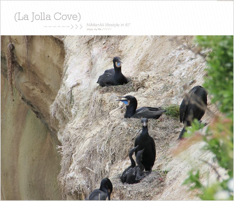【婗媽看世界】美國加州:::聖地牙哥La Jolla Cove 拉荷亞灣與野生海獅相見歡 - 第43張圖 【婗媽看世界】美國加州:::聖地牙哥La Jolla Cove 拉荷亞灣與野生海獅相見歡