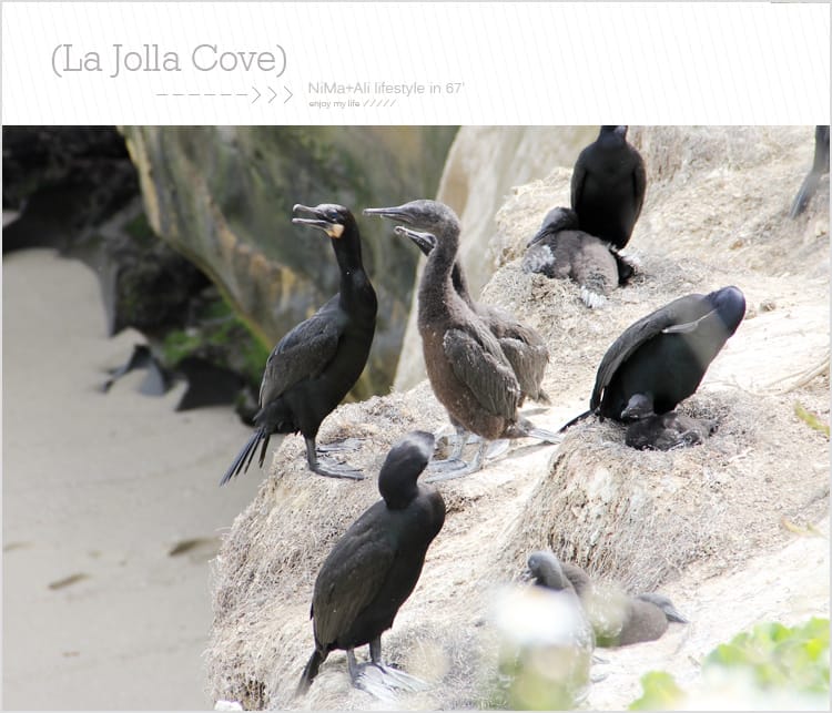 【婗媽看世界】美國加州:::聖地牙哥La Jolla Cove 拉荷亞灣與野生海獅相見歡 - 第42張圖 【婗媽看世界】美國加州:::聖地牙哥La Jolla Cove 拉荷亞灣與野生海獅相見歡