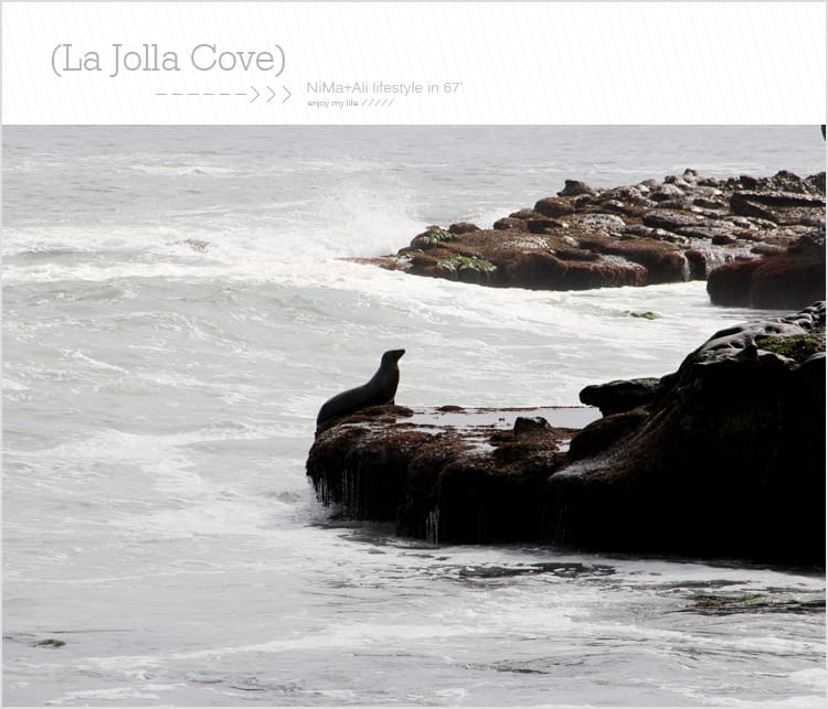 【婗媽看世界】美國加州:::聖地牙哥La Jolla Cove 拉荷亞灣與野生海獅相見歡 - 第19張圖 【婗媽看世界】美國加州:::聖地牙哥La Jolla Cove 拉荷亞灣與野生海獅相見歡