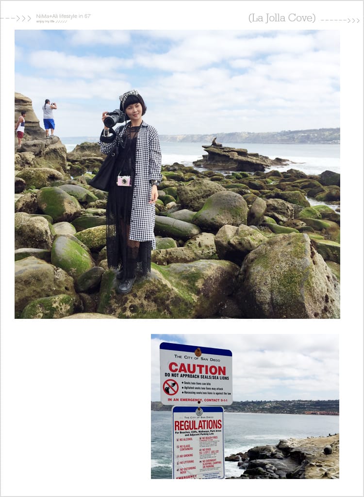 【婗媽看世界】美國加州:::聖地牙哥La Jolla Cove 拉荷亞灣與野生海獅相見歡 - 第24張圖 【婗媽看世界】美國加州:::聖地牙哥La Jolla Cove 拉荷亞灣與野生海獅相見歡