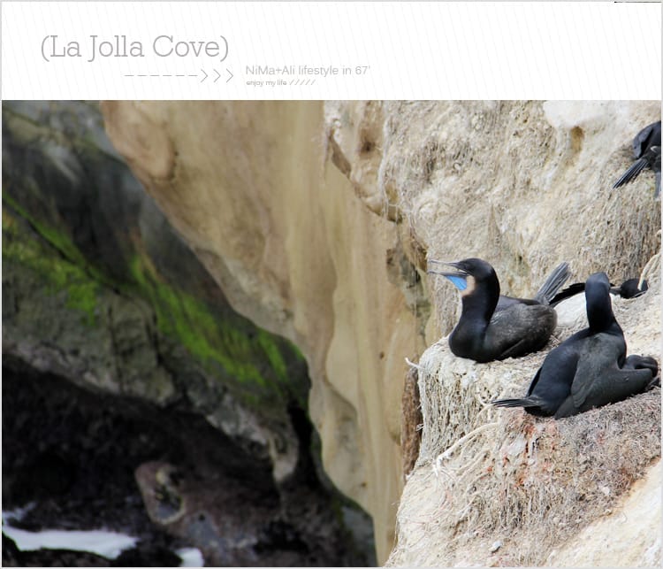 【婗媽看世界】美國加州:::聖地牙哥La Jolla Cove 拉荷亞灣與野生海獅相見歡 - 第44張圖 【婗媽看世界】美國加州:::聖地牙哥La Jolla Cove 拉荷亞灣與野生海獅相見歡
