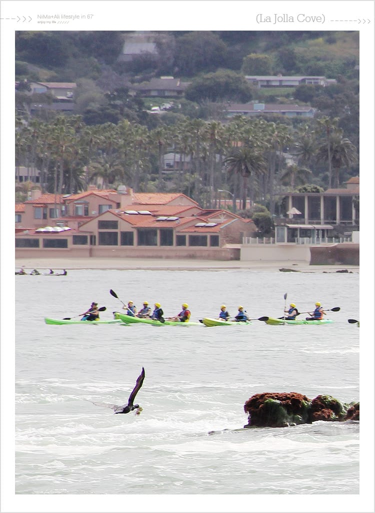 【婗媽看世界】美國加州:::聖地牙哥La Jolla Cove 拉荷亞灣與野生海獅相見歡 - 第36張圖 【婗媽看世界】美國加州:::聖地牙哥La Jolla Cove 拉荷亞灣與野生海獅相見歡