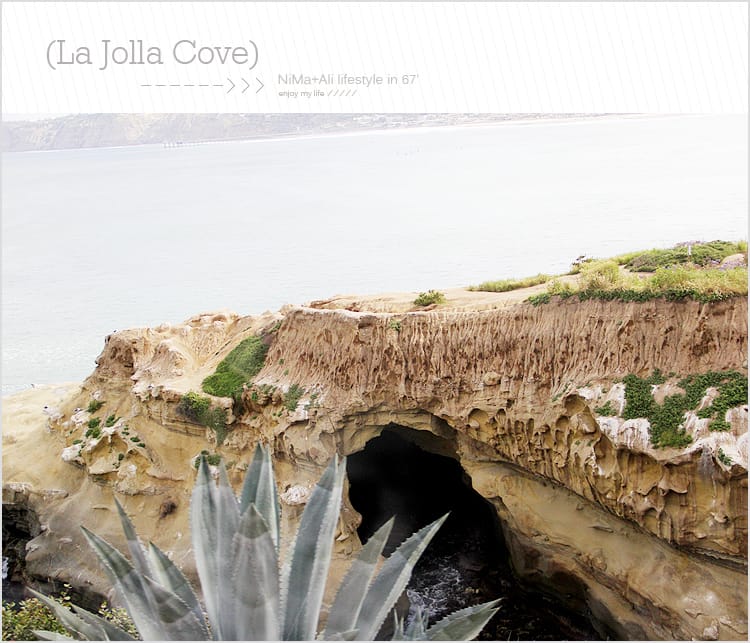 【婗媽看世界】美國加州:::聖地牙哥La Jolla Cove 拉荷亞灣與野生海獅相見歡 - 第9張圖 【婗媽看世界】美國加州:::聖地牙哥La Jolla Cove 拉荷亞灣與野生海獅相見歡
