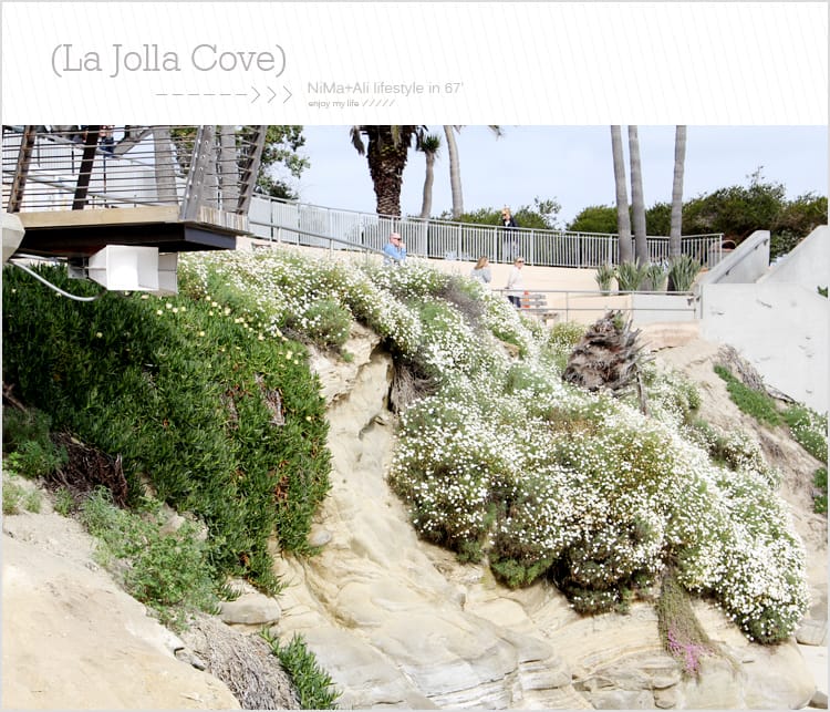 【婗媽看世界】美國加州:::聖地牙哥La Jolla Cove 拉荷亞灣與野生海獅相見歡 - 第17張圖 【婗媽看世界】美國加州:::聖地牙哥La Jolla Cove 拉荷亞灣與野生海獅相見歡