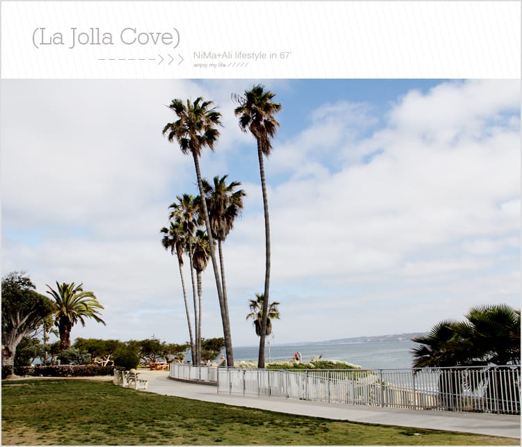 【婗媽看世界】美國加州:::聖地牙哥La Jolla Cove 拉荷亞灣與野生海獅相見歡 - 第11張圖 【婗媽看世界】美國加州:::聖地牙哥La Jolla Cove 拉荷亞灣與野生海獅相見歡