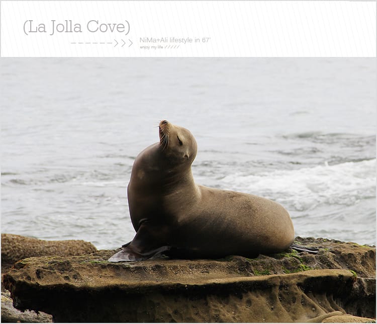 【婗媽看世界】美國加州:::聖地牙哥La Jolla Cove 拉荷亞灣與野生海獅相見歡 - 第26張圖 【婗媽看世界】美國加州:::聖地牙哥La Jolla Cove 拉荷亞灣與野生海獅相見歡
