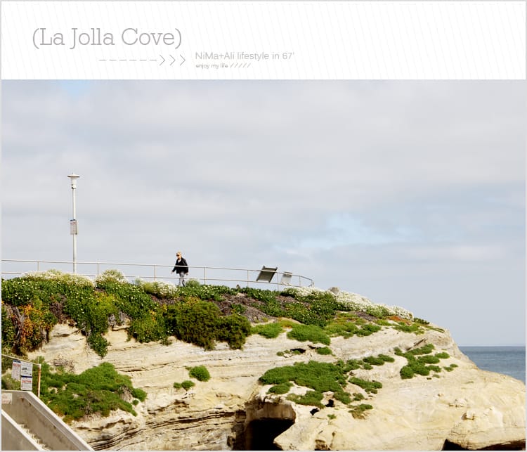 【婗媽看世界】美國加州:::聖地牙哥La Jolla Cove 拉荷亞灣與野生海獅相見歡 - 第15張圖 【婗媽看世界】美國加州:::聖地牙哥La Jolla Cove 拉荷亞灣與野生海獅相見歡