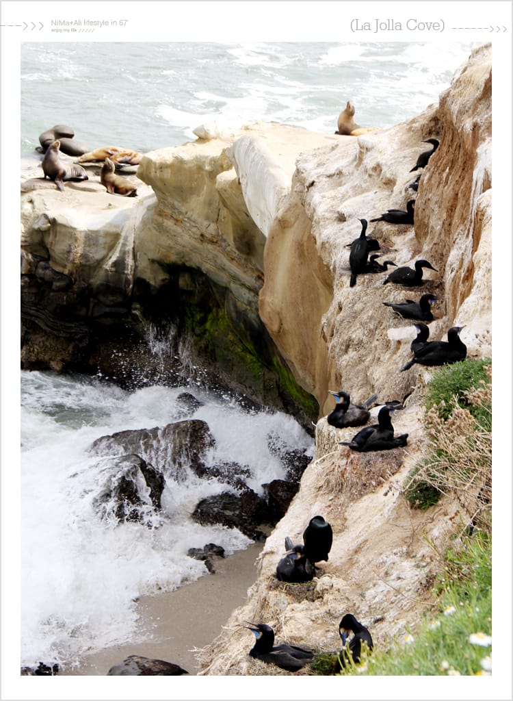 【婗媽看世界】美國加州:::聖地牙哥La Jolla Cove 拉荷亞灣與野生海獅相見歡 - 第2張圖 【婗媽看世界】美國加州:::聖地牙哥La Jolla Cove 拉荷亞灣與野生海獅相見歡