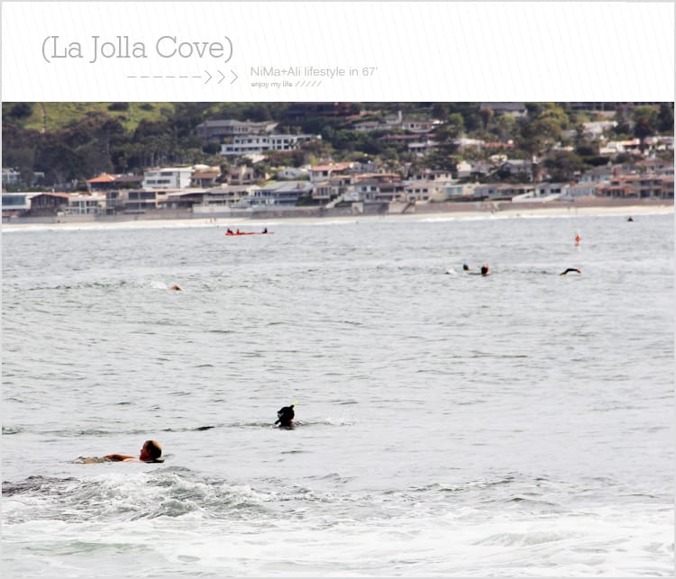 【婗媽看世界】美國加州:::聖地牙哥La Jolla Cove 拉荷亞灣與野生海獅相見歡 - 第20張圖 【婗媽看世界】美國加州:::聖地牙哥La Jolla Cove 拉荷亞灣與野生海獅相見歡