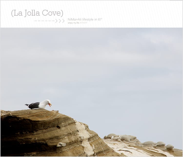 【婗媽看世界】美國加州:::聖地牙哥La Jolla Cove 拉荷亞灣與野生海獅相見歡 - 第29張圖 【婗媽看世界】美國加州:::聖地牙哥La Jolla Cove 拉荷亞灣與野生海獅相見歡