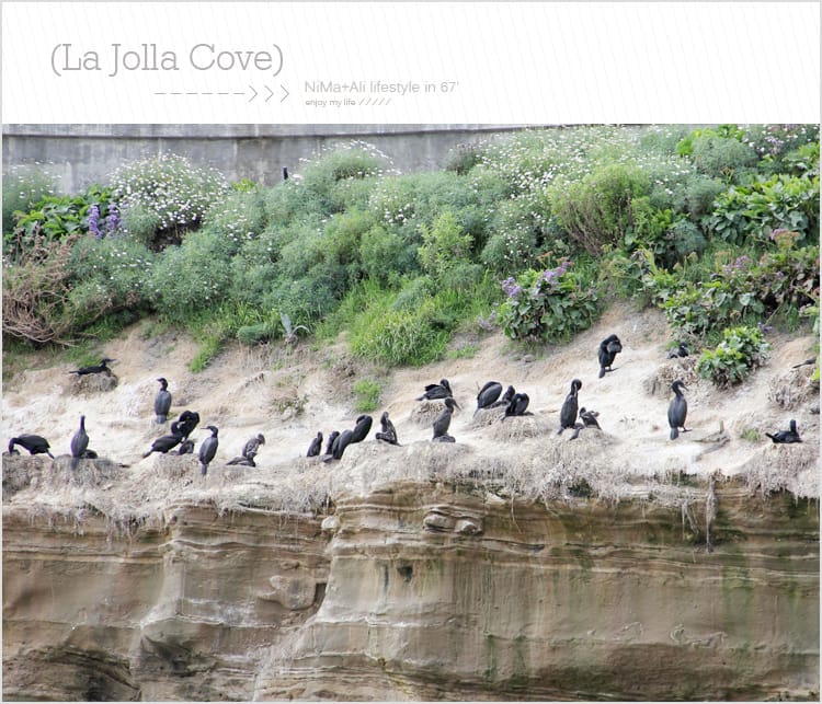 【婗媽看世界】美國加州:::聖地牙哥La Jolla Cove 拉荷亞灣與野生海獅相見歡 - 第32張圖 【婗媽看世界】美國加州:::聖地牙哥La Jolla Cove 拉荷亞灣與野生海獅相見歡
