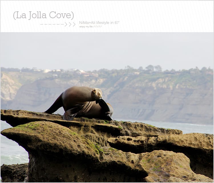 【婗媽看世界】美國加州:::聖地牙哥La Jolla Cove 拉荷亞灣與野生海獅相見歡 - 第25張圖 【婗媽看世界】美國加州:::聖地牙哥La Jolla Cove 拉荷亞灣與野生海獅相見歡