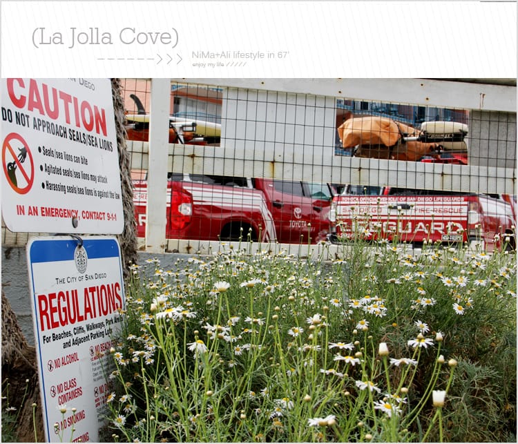 【婗媽看世界】美國加州:::聖地牙哥La Jolla Cove 拉荷亞灣與野生海獅相見歡 - 第39張圖 【婗媽看世界】美國加州:::聖地牙哥La Jolla Cove 拉荷亞灣與野生海獅相見歡