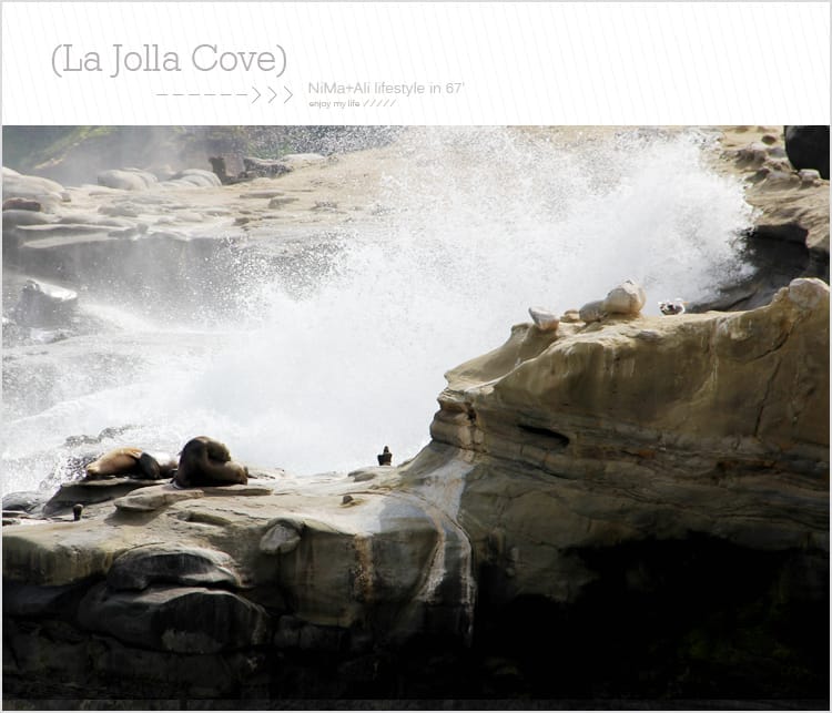 【婗媽看世界】美國加州:::聖地牙哥La Jolla Cove 拉荷亞灣與野生海獅相見歡 - 第18張圖 【婗媽看世界】美國加州:::聖地牙哥La Jolla Cove 拉荷亞灣與野生海獅相見歡