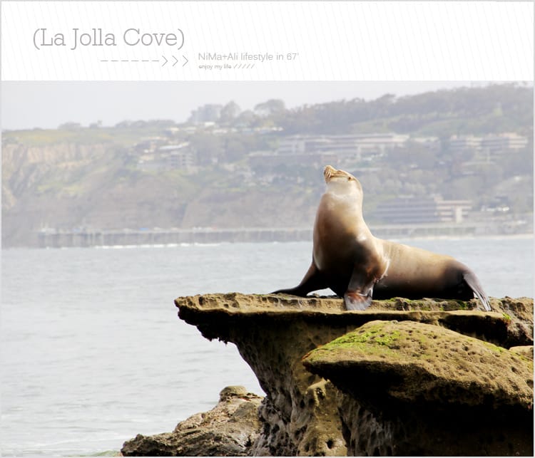 【婗媽看世界】美國加州:::聖地牙哥La Jolla Cove 拉荷亞灣與野生海獅相見歡 - 第21張圖 【婗媽看世界】美國加州:::聖地牙哥La Jolla Cove 拉荷亞灣與野生海獅相見歡