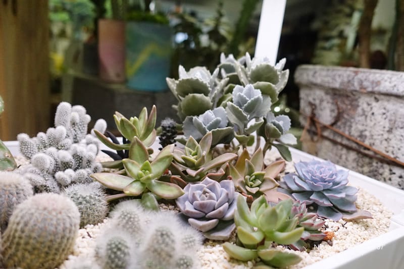 【DIY】有肉Succulent & Gift ::: 親子盆~婗的小豬感覺被COPY了!! - 第56張圖 【DIY】有肉Succulent & Gift ::: 親子盆~婗的小豬感覺被COPY了!!