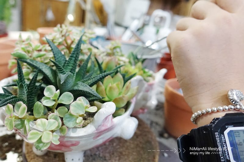 【DIY】有肉Succulent & Gift ::: 親子盆~婗的小豬感覺被COPY了!! - 第50張圖 【DIY】有肉Succulent & Gift ::: 親子盆~婗的小豬感覺被COPY了!!