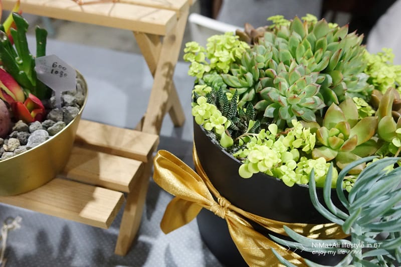 【DIY】有肉Succulent & Gift ::: 親子盆~婗的小豬感覺被COPY了!! - 第54張圖 【DIY】有肉Succulent & Gift ::: 親子盆~婗的小豬感覺被COPY了!!