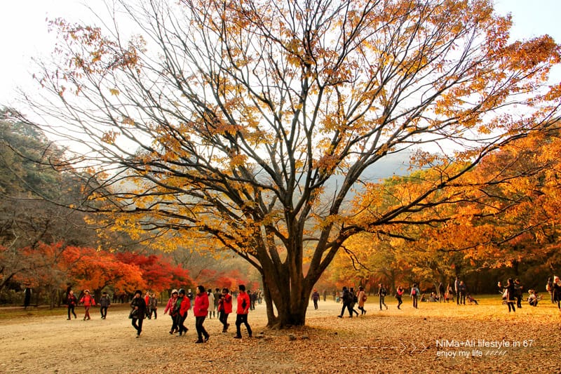 【婗媽看世界】韓國賞楓聖地:::內藏山國立公園내장산국립공원 沒有賞楓攻略~卻有如畫一般美麗的回憶! - 第16張圖 【婗媽看世界】韓國賞楓聖地:::內藏山國立公園내장산국립공원 沒有賞楓攻略~卻有如畫一般美麗的回憶!