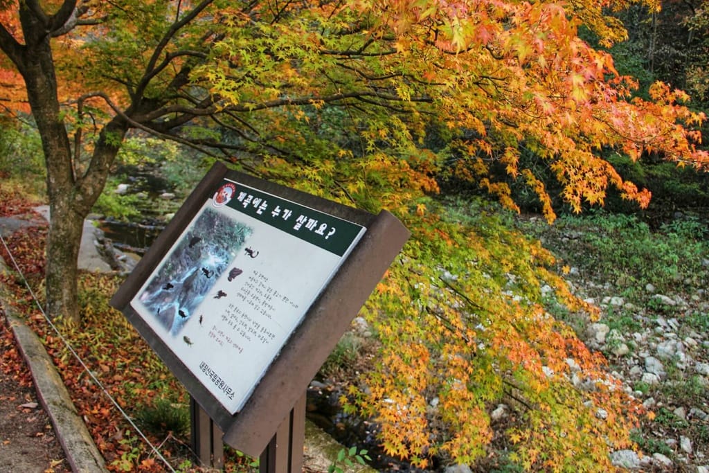 【婗媽看世界】韓國賞楓聖地:::內藏山國立公園내장산국립공원 沒有賞楓攻略~卻有如畫一般美麗的回憶! - 第33張圖 【婗媽看世界】韓國賞楓聖地:::內藏山國立公園내장산국립공원 沒有賞楓攻略~卻有如畫一般美麗的回憶!