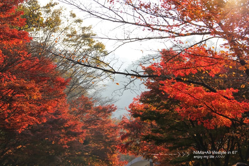 【婗媽看世界】韓國賞楓聖地:::內藏山國立公園내장산국립공원 沒有賞楓攻略~卻有如畫一般美麗的回憶! - 第9張圖 【婗媽看世界】韓國賞楓聖地:::內藏山國立公園내장산국립공원 沒有賞楓攻略~卻有如畫一般美麗的回憶!