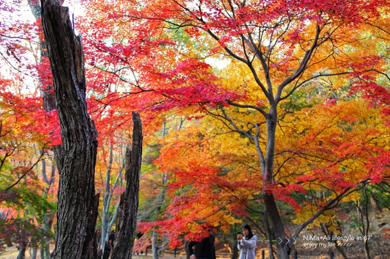 【婗媽看世界】韓國賞楓聖地:::內藏山國立公園내장산국립공원 沒有賞楓攻略~卻有如畫一般美麗的回憶! - 第13張圖 【婗媽看世界】韓國賞楓聖地:::內藏山國立公園내장산국립공원 沒有賞楓攻略~卻有如畫一般美麗的回憶!
