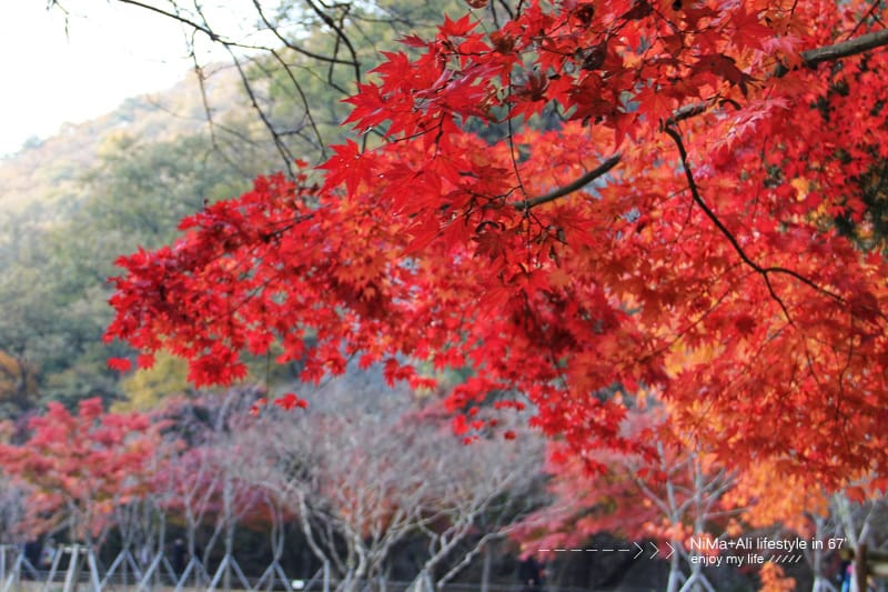 【婗媽看世界】韓國賞楓聖地:::內藏山國立公園내장산국립공원 沒有賞楓攻略~卻有如畫一般美麗的回憶! - 第11張圖 【婗媽看世界】韓國賞楓聖地:::內藏山國立公園내장산국립공원 沒有賞楓攻略~卻有如畫一般美麗的回憶!