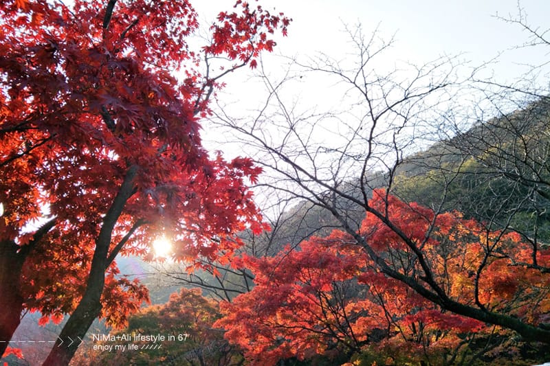 【婗媽看世界】韓國賞楓聖地:::內藏山國立公園내장산국립공원 沒有賞楓攻略~卻有如畫一般美麗的回憶! - 第7張圖 【婗媽看世界】韓國賞楓聖地:::內藏山國立公園내장산국립공원 沒有賞楓攻略~卻有如畫一般美麗的回憶!